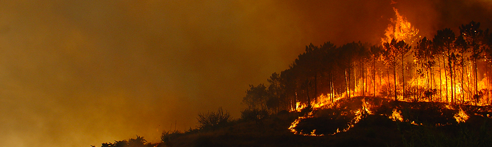 Forest fires and insurances in Portugal 